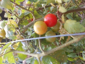 DSCN4444